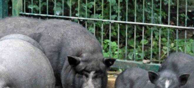 Вьетнамские свиньи — выращивание и уход