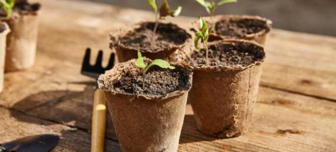 Защищаем рассаду от чёрной ножки и корневой гнили