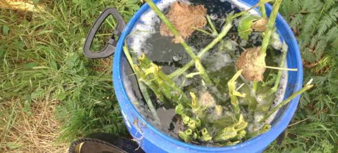 Зелёное удобрение: как приготовить подкормку из травы, в том числе крапивы, правильно её использовать, отзывы