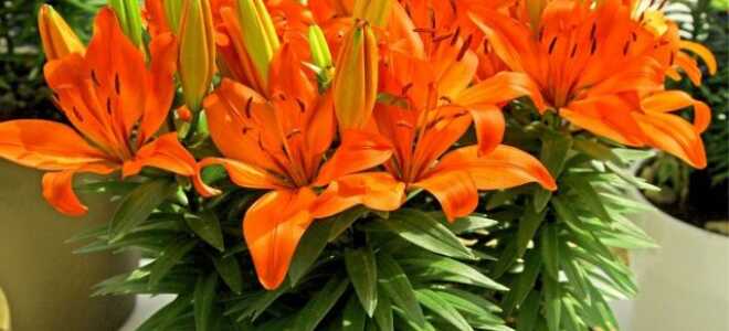 Садовые лилии — как выращивать в комнатах?