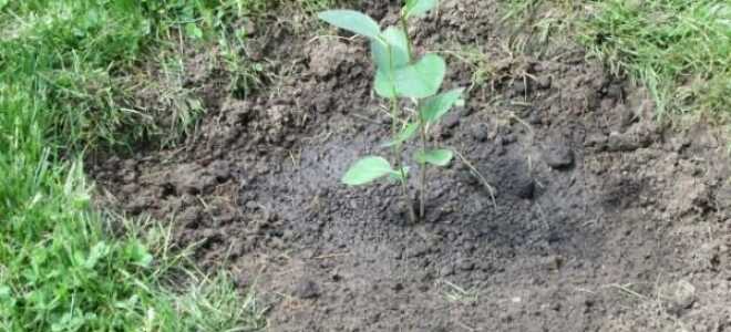 Посадка черноплодной рябины