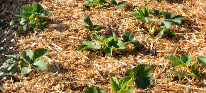 Как подготовить клубнику к зиме на грядке: пошаговое руководство