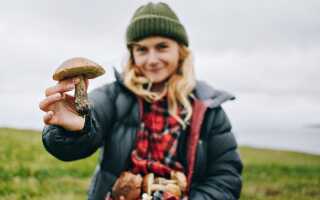 Советы грибникам: как не попасть в реанимацию после похода в лес