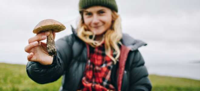 Советы грибникам: как не попасть в реанимацию после похода в лес