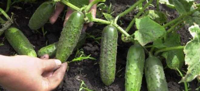Уход за огурцами в открытом грунте