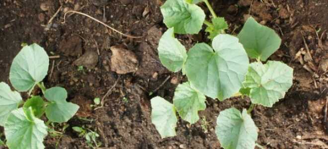 Посадка дыни: сроки и выбор участка