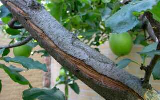 Трескается кора на яблоне: что делать и как вылечить дерево?