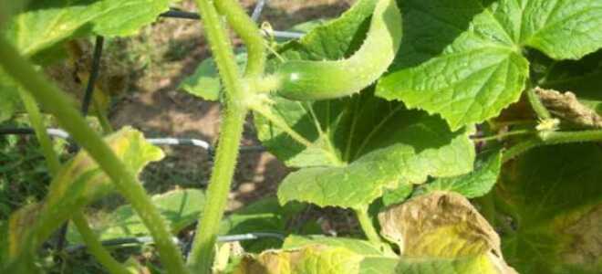 Желтеют листья у огурцов: почему, что делать, чем обработать