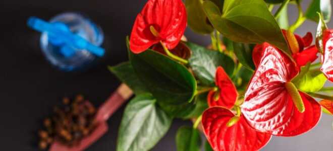 Почему не цветет антуриум? 8 основных причин