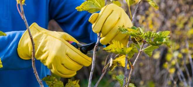 Готовим ягодник к зимовке — какой уход необходим крыжовнику и смородине осенью