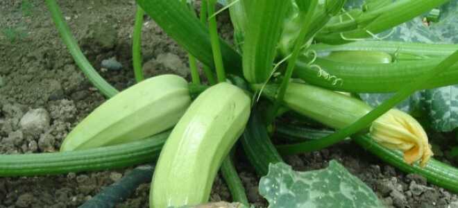 Кабачки, посадка и уход