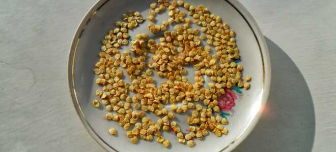 Как прорастить семена перца, в том числе описание лучших способов проведения