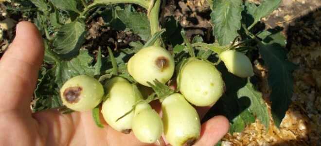 Вершинная гниль томатов: как бороться, народные средства