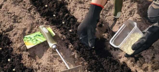 Идеальный посев семян в открытый грунт — сильные растения без рассады