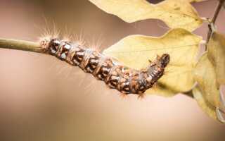 Куда прячутся вредители осенью и как не дать им перезимовать