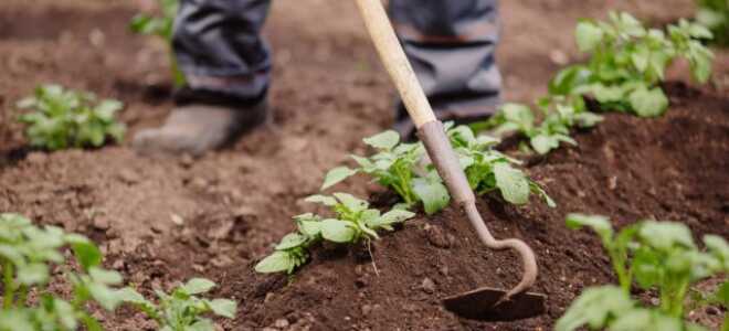 Прополка сорняков больше не нужна — облегчаем выращивание картошки