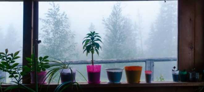 Как поддержать растения в тёмное время года?