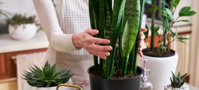 Сансевиерия — секреты выращивания большого и красивого растения