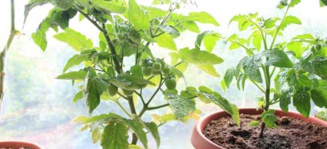 Особенности выращивания томата на подоконнике