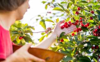 Почему вишня дает меньше ягод — 5 основных причин