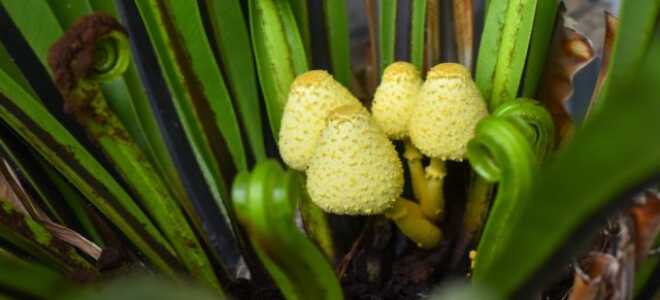 Причины появления грибов в комнатных растениях