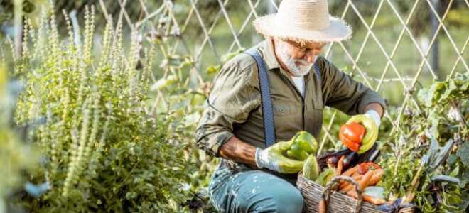 Должен знать каждый садовод: в чем разница между сортом и гибридом