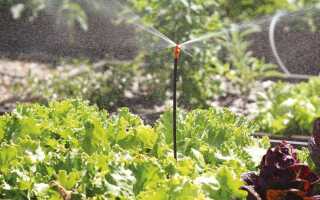 Преимущества систем автополива: увеличиваем урожайность и экономим воду