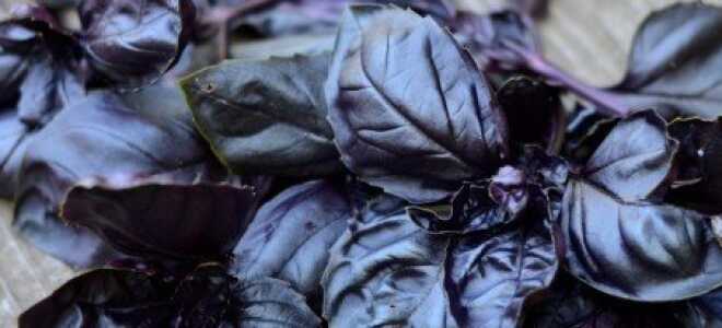 Чем полезен базилик фиолетовый для нашего здоровья + Видео