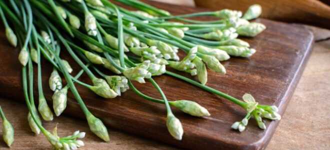 Чесночный лук или джусай — зелень, без которой вы не сможете представить свой огород