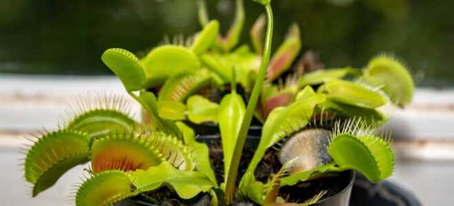 Не как у всех — необычные комнатные растения