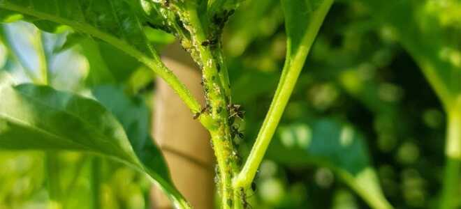 Как не дать муравьям захватить огород: советы по контролю вредителя