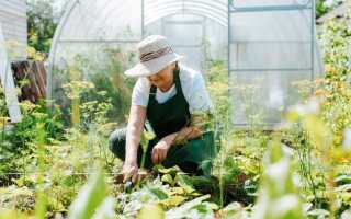Ошибки огородника: что нужно исправить в следующем сезоне