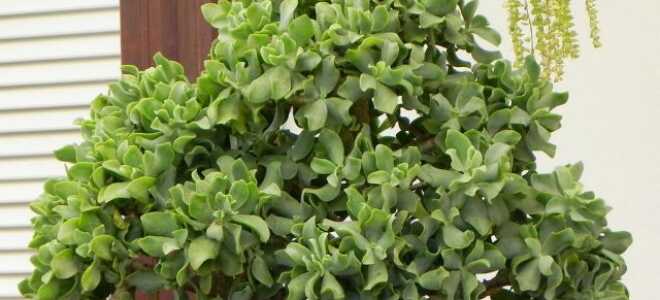 Толстянка древовидная — самое крупное «денежное дерево»