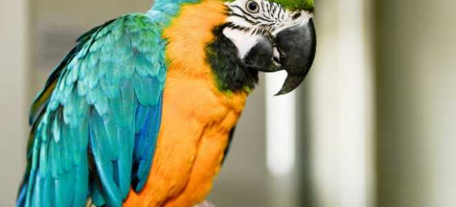 Содержание попугаев — чем кормить и как научить разговаривать?