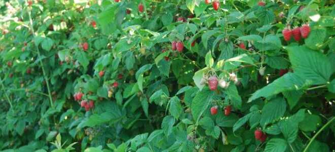 С чем сажать малину рядом, с чем нельзя