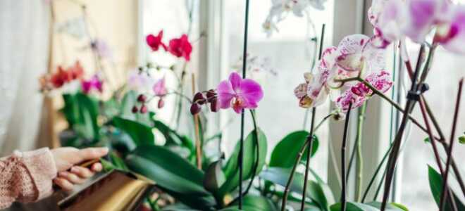 Как ухаживать за орхидеей?