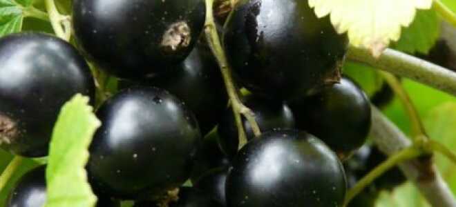 Чёрная смородина Экзотика: описание и характеристика сорта, достоинства и недостатки, особенности посадки и ухода + фото и отзывы