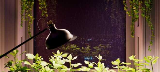 Как помочь саженцам и комнатным растениям, когда им не хватает света?