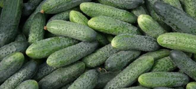 Уж очень хорош хрустящий огурчик