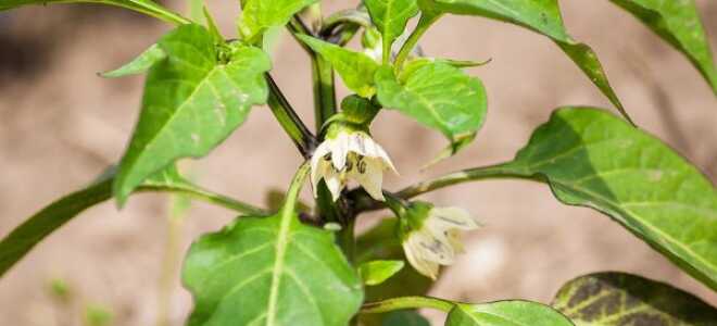 Чернеют листья у перцев: почему, что делать
