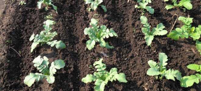 Посадка редьки