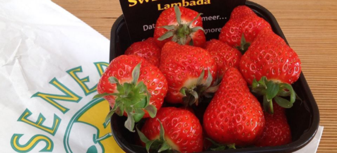 Клубника (земляника) Ламбада: описание сорта, особенности ухода, отзывы, фото