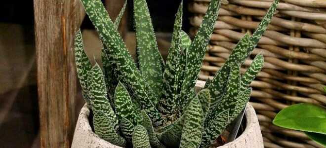 Гастерия — яркий родственник алоэ