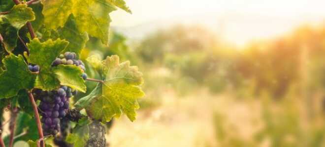 Почему сера должна быть у каждого садовода в «аптечке»