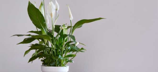 Почему комнатные растения не радуют?