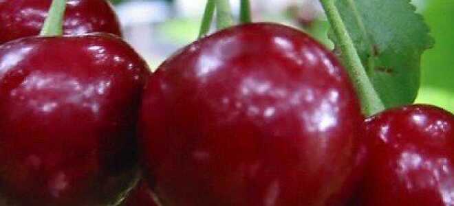 Уход за вишней осенью — подкормка и обработка вишни