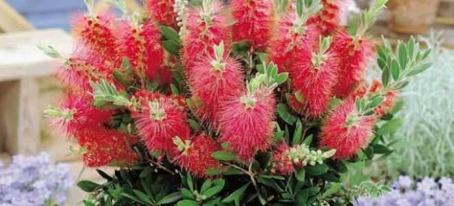 Каллистемон — ароматный комнатный великан