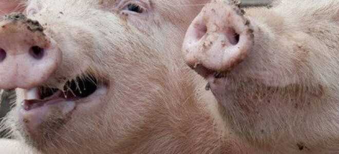 Наиболее частные болезни свиней (аскаридоз, пастереллез, саркоптоз, рожа), их лечение и вакцинация