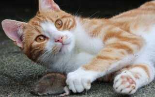 Чего боятся крысы: рабочие методы отпугивания и борьбы с грызунами