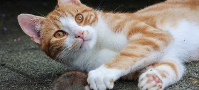 Чего боятся крысы: рабочие методы отпугивания и борьбы с грызунами